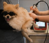 [이지연 수의사 칼럼] 우리 아이 무릎이 아파요!