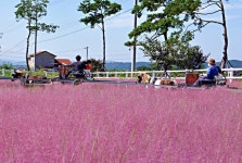 가을 핑크의 여왕 핑크 뮬리...휴일에는 경북 영천시 운주산 승마장으로!
