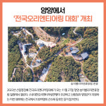 [카드뉴스] 강원 양양군 주요뉴스 (11월 24일)
