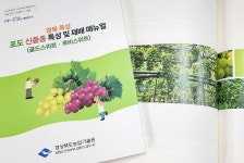 경북농기원, 인기 상승 포도 신품종 재배 기술 책자 발간...시·군 농업기술센터서 배부