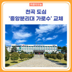 동해시, 천곡 도심 중앙분리대 가로수 교체