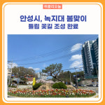 안성시, 녹지대 봄맞이 튤립 꽃길 조성 완료