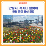 안성시, 녹지대 봄맞이 튤립 꽃길 조성 완료