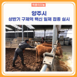 양주시, 상반기 구제역 백신 일제 접종 실시