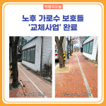 속초시, 수복로·동해대로 인도변 노후 가로수 보호틀 교체사업 완료