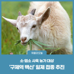 춘천시, 소·염소 사육 농가 대상 구제역 백신 일제 접종 추진
