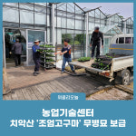 원주시농업기술센터, 치악산 조엄고구마 무병묘 보급