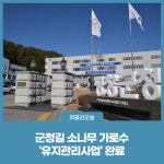 평창군, 군청길 소나무 가로수 유지관리사업 완료