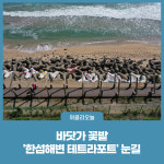 동해시, 바닷가 꽃밭 한섬해변 테트라포트 눈길