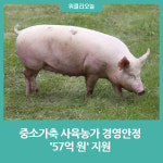 강원도, 중소가축 사육농가 경영안정 57억 원 지원
