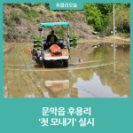 원주시, 문막읍 후용리 첫 모내기 실시