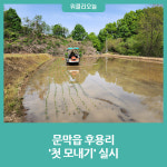 원주시, 문막읍 후용리 첫 모내기 실시