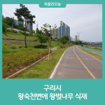 구리시, 왕숙천변에 왕벚나무 식재