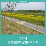 구리시, 왕숙천변에 왕벚나무 식재