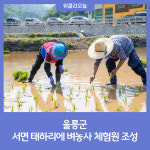 울릉군,  서면 태하리에 벼농사 체험원 조성