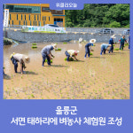 울릉군,  서면 태하리에 벼농사 체험원 조성