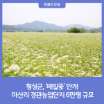 횡성은 눈부신 메밀꽃 물결···버덩말 경관농업단지 6만평 규모