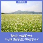횡성은 눈부신 메밀꽃 물결···버덩말 경관농업단지 6만평 규모