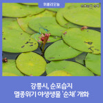 강릉시 순포습지, 멸종위기 야생생물 순채 개화