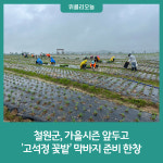 철원군, 가을시즌 앞두고 고석정 꽃밭 막바지 준비