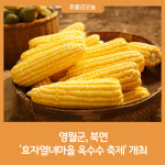 영월군, 북면 제10회 효자열녀마을 옥수수 축제 개최