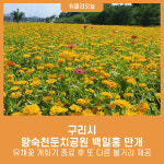 구리시, 왕숙천둔치공원 백일홍 만개