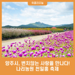 양주시, 변치않는 사랑을 만나다! 가을 대표 핫플, 나리농원, 천일홍 축제