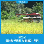 화천군, 화천읍 신읍리 첫 벼베기 진행