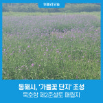 동해시, 묵호항 준설토 매립지 가을꽃 단지 조성