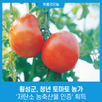 횡성군, 청년 토마토 농가 저탄소 농축산물 인증 흭득
