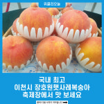 국내 최고 이천시 장호원햇사레복숭아, 축제장에서 맛 보세요