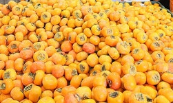 청도 반시 축제, 역대 최대 다양화-10월6일부터 3일간, 화양읍 야외공연장