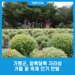 가평군, 알록달록 자라섬 가을 꽃 축제 인기 만발
