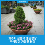 파주시 금릉역 중앙광장 추석맞이 가을꽃 단장
