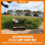 금은모래강변공원에 코스모스 활짝 이용객 매료