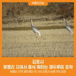 김포시, 후평리 지여서 휴식 취하는 재두루미 포착