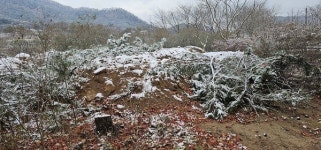 [위클리오늘] 장성군 평림댐 사라진 소나무 어디로 갔나