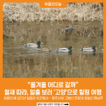 [위클리오늘] 올겨울 어디로 갈까… 철새 따라, 일출 보러 고양으로 힐링 여행
