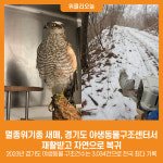 [위클리오늘] 멸종위기종 새매, 경기도 야생동물구조센터서 재활받고 자연으로 복귀