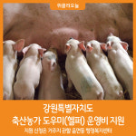 [위클리오늘] 강원특별자치도, 축산농가 도우미(헬퍼) 운영비 지원