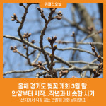 [위클리오늘] 올해 경기도 벚꽃 개화 3월 말 안양부터 시작...작년과 비슷한 시기