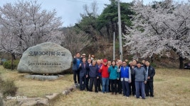 [위클리오늘] 오부면 30리 벚꽃길에서 봄 정취 만끽하세요