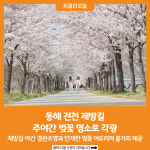 [위클리오늘] 동해 전천 제방길 주야간 벚꽃 명소로 각광