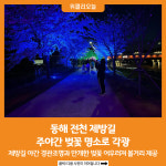 [위클리오늘] 동해 전천 제방길 주야간 벚꽃 명소로 각광