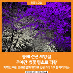 [위클리오늘] 동해 전천 제방길 주야간 벚꽃 명소로 각광
