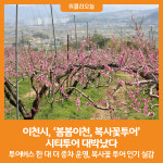 [위클리오늘] 이천시, 봄봄이천, 장호원 무릉도원 복사꽃투어 시티투어 대박났다