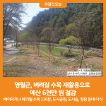 [위클리오늘] 영월군, 버려질 수목 재활용으로 예산 6천만 원 절감