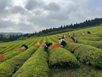 [위클리오늘] 보성군 농업기술센터,, 2024년 농촌 일손 돕기실시