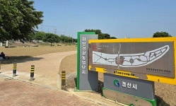 [위클리오늘] 경산시, 하양읍 금호강 대부잠수교 강변 둔치...대규모 양귀비꽃 장관