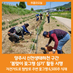 [위클리오늘] 양주시, 신천생태하천 구간 봄맞이 꽃그령 심기 활동 시행